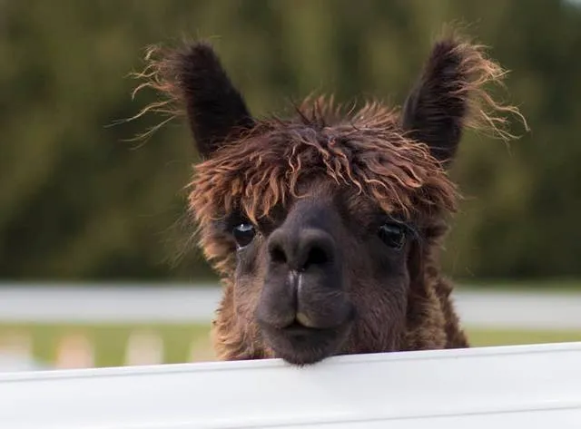 ACOV Accoyo Greyback's Gabriel