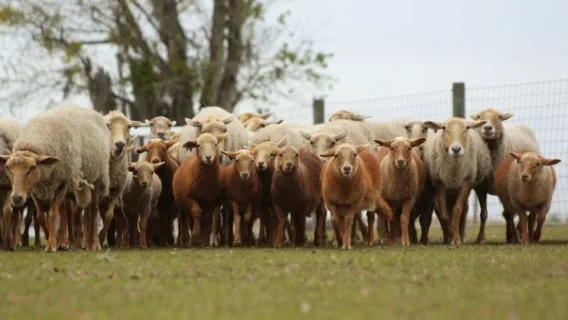 Image: <a href=http://floridacrackersheep.com class = body target=_blank>www.floridacrackersheep.com</a>