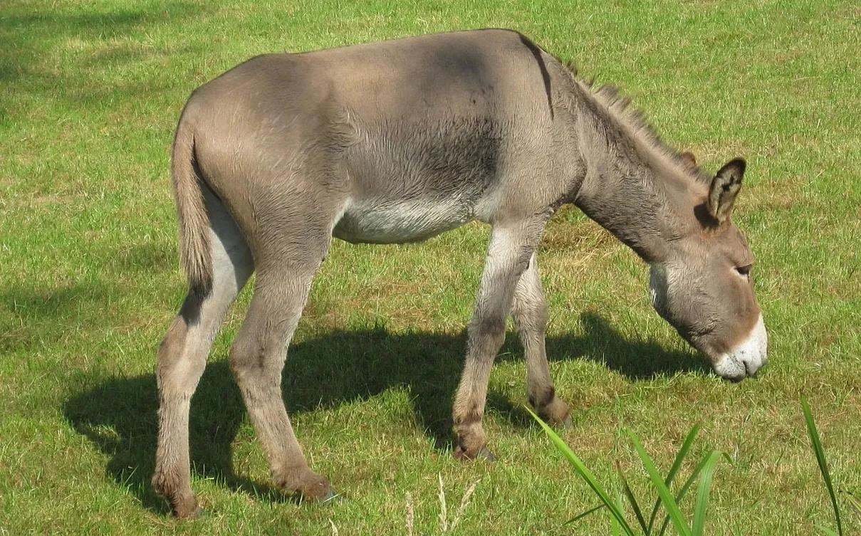 Photo Source: Wikipedia.org