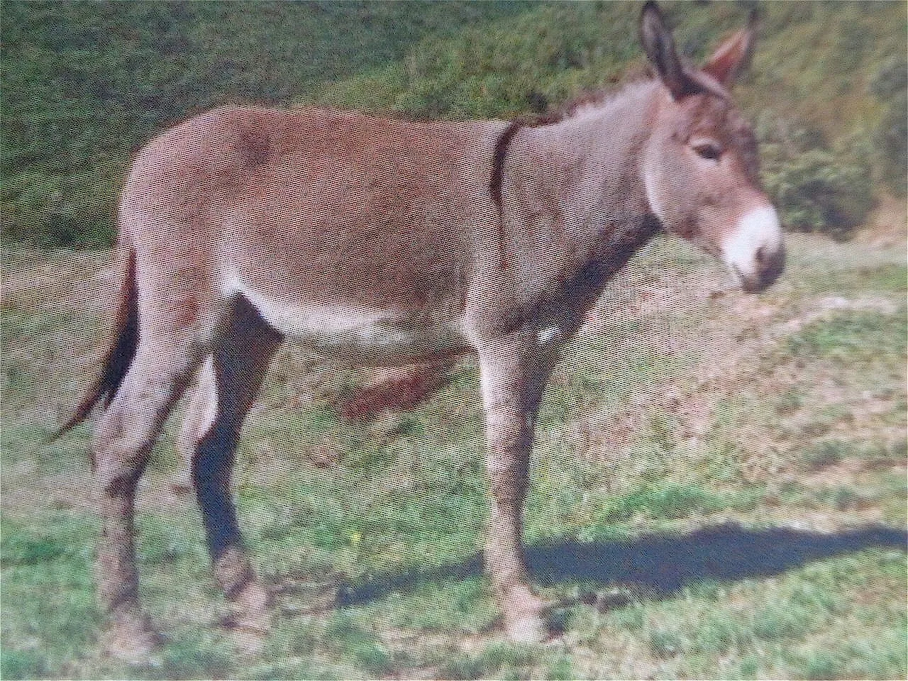 Photo Source: Wikipedia.org