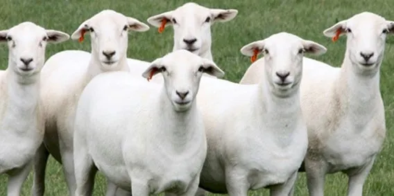 Image: <a href=http://www.australianwhites.com.au class = body target=_blank>Australian White Sheep Breeders Associations</a>