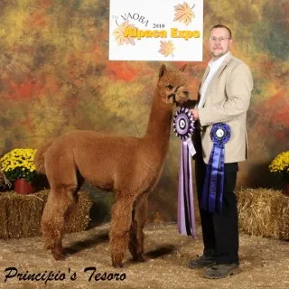 Meadowgate Principio's Tesoro