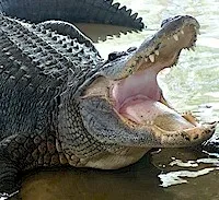 American Alligator