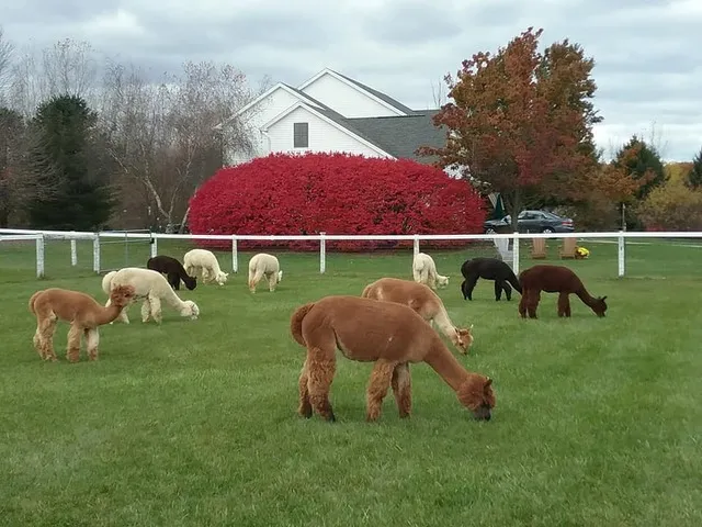 ACOV I-Star''s Noah''s Naomi