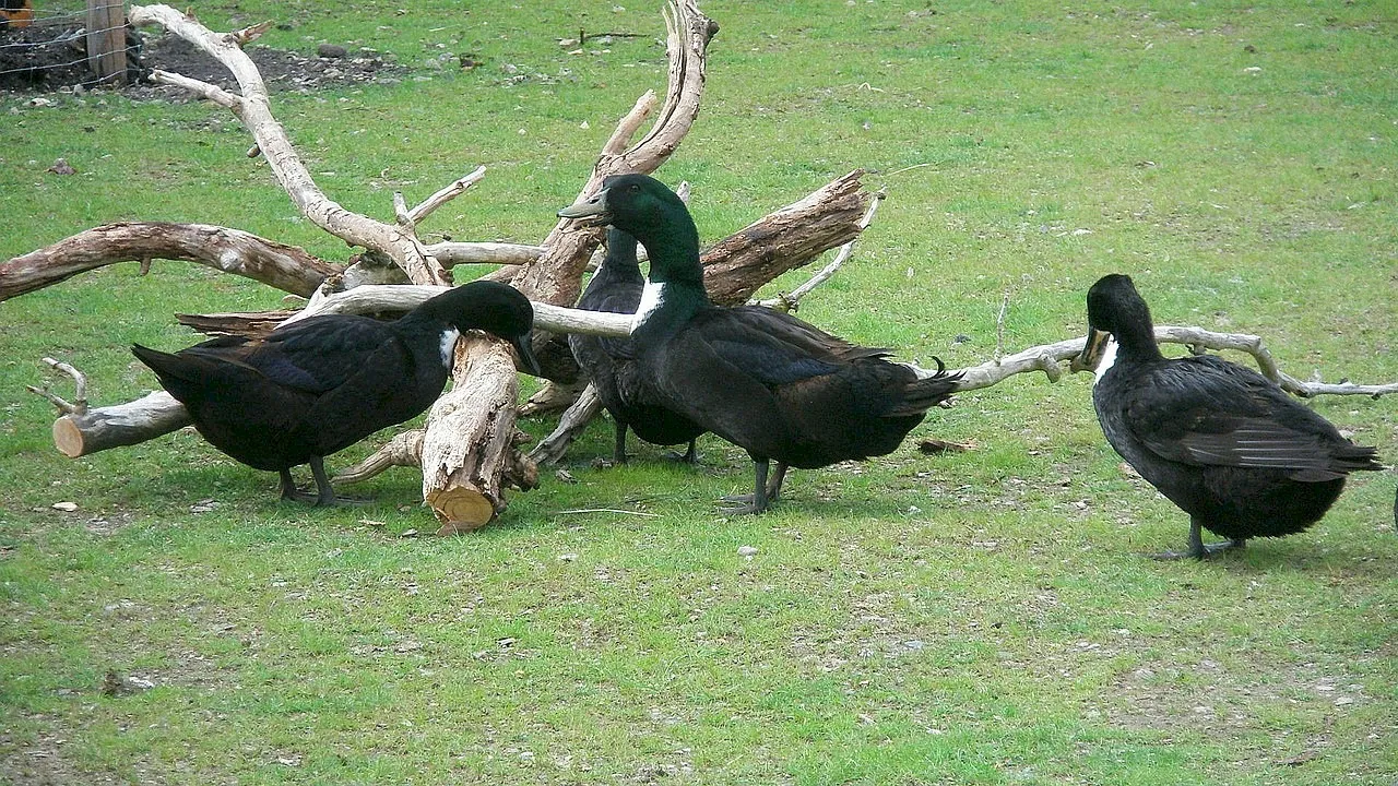Photo Source: Wikipedia.org
