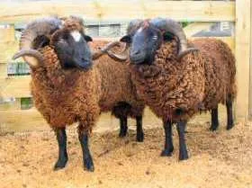 Photo Source: New Zealand Rare Breeds (www.rarebreeds.co.nz).