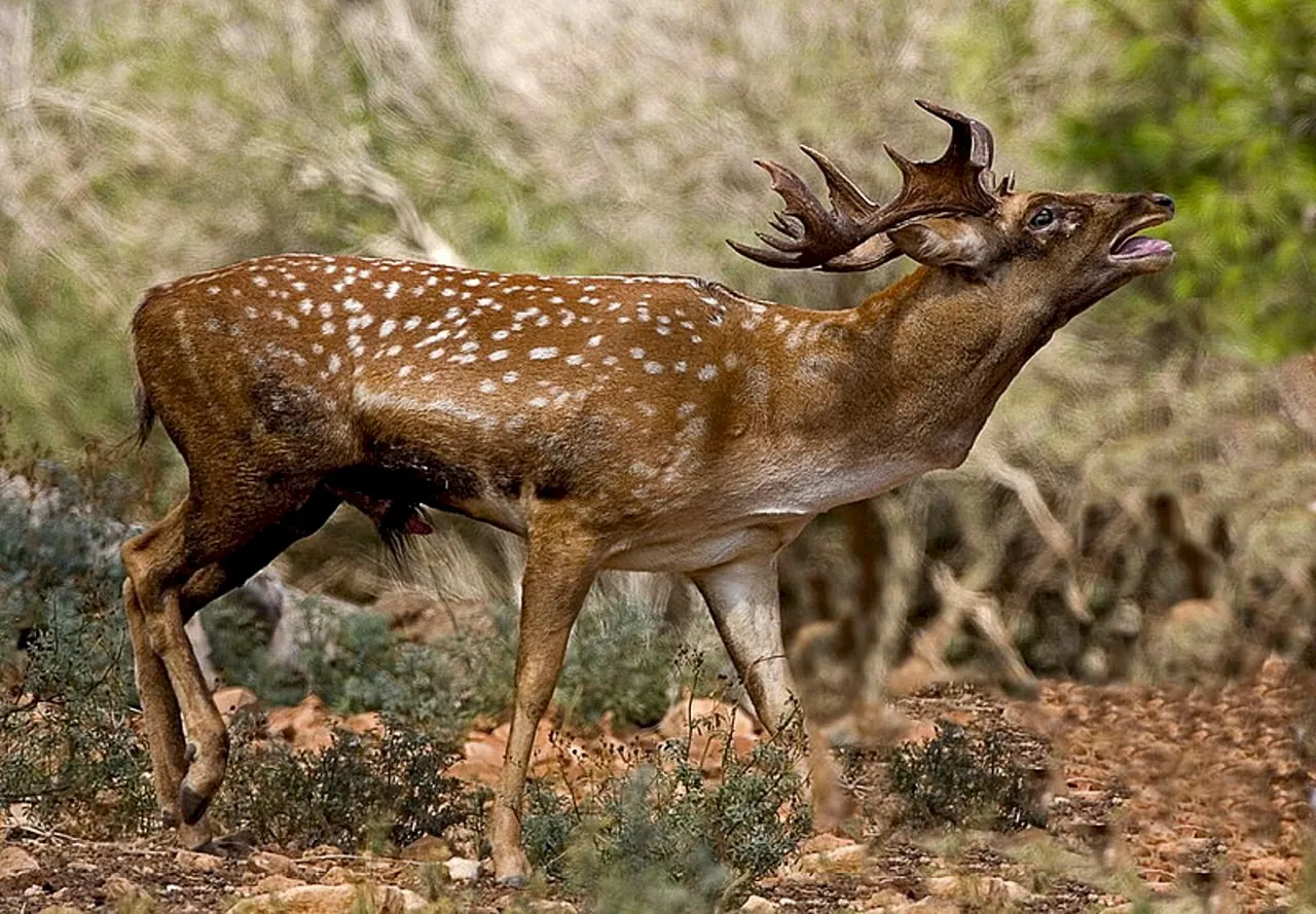 Photo Source: Wikipedia.org