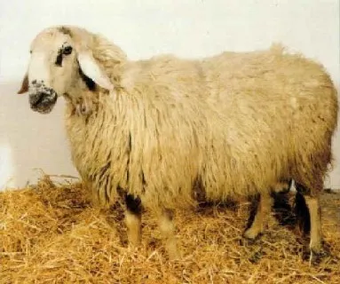 Photo source: Agraria.org.