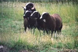 Photo Source: National Sheep Association