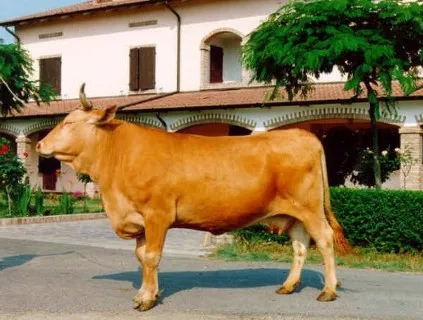 Photo Source; Agraria.org