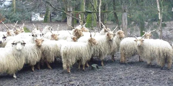 Image by Teglasi Szelbori Komondor