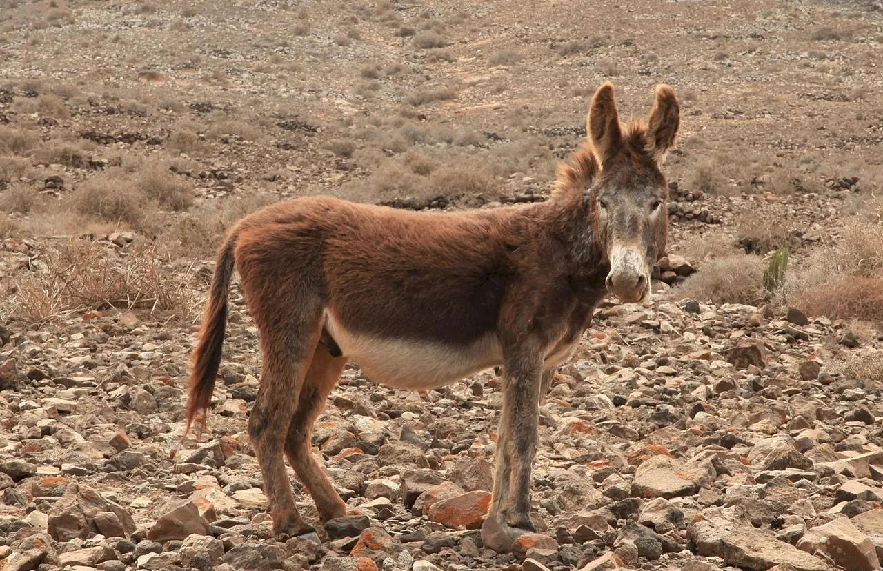 Photo Source: Wikipedia.org