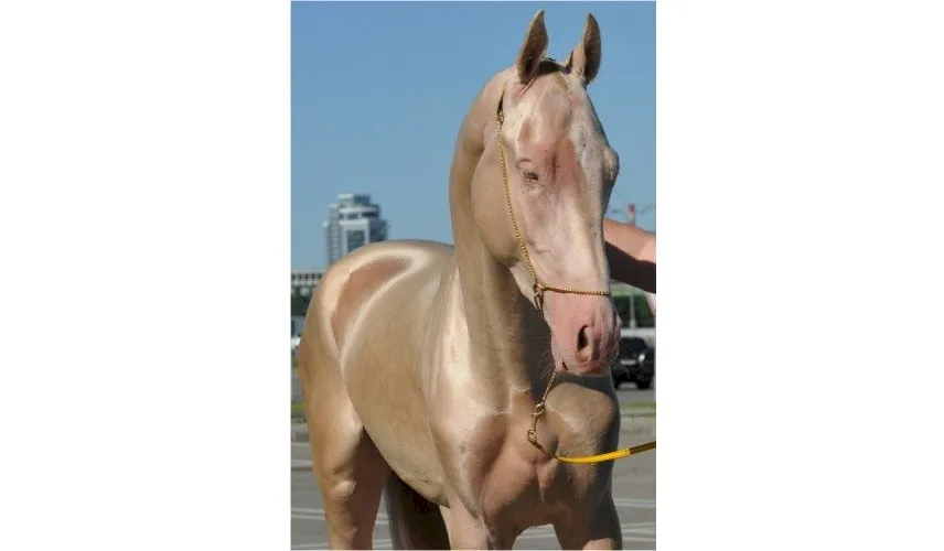 Photo:<a href=www.equestrian.ru target = _blank class = body>www.equestrian.ru</a>