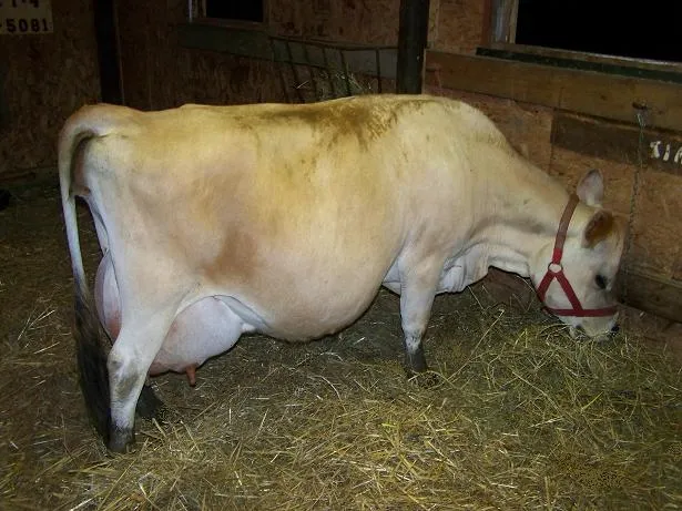 Jersey Cows with high milk produce 