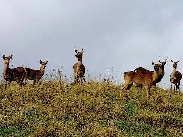 Photo Source: Wikipedia.org