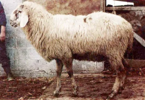 Photo source: Agraria.org