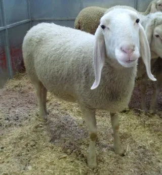 Photo source: Agraria.org.