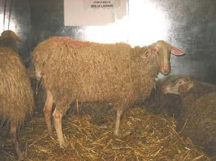 Photo source: Agraia.org.