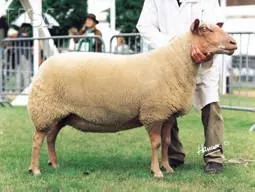 Photo Content: National Sheep Association
