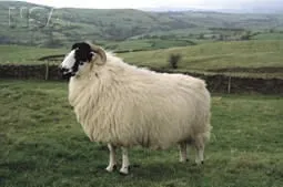 Photo Source: National Sheep Association