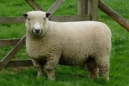 Photo Source: National Sheep Association.
