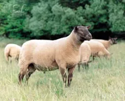 Photo Source: National Sheep Association