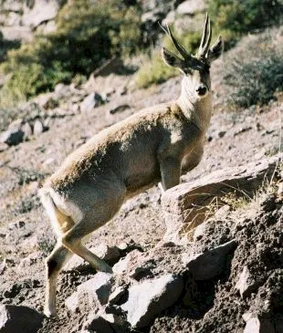 Photo Source: Wikipedia.org