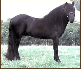 Photo supplied by the Victorian Dartmoor Group Karanah Park Pony Stud  - Victoria Â©