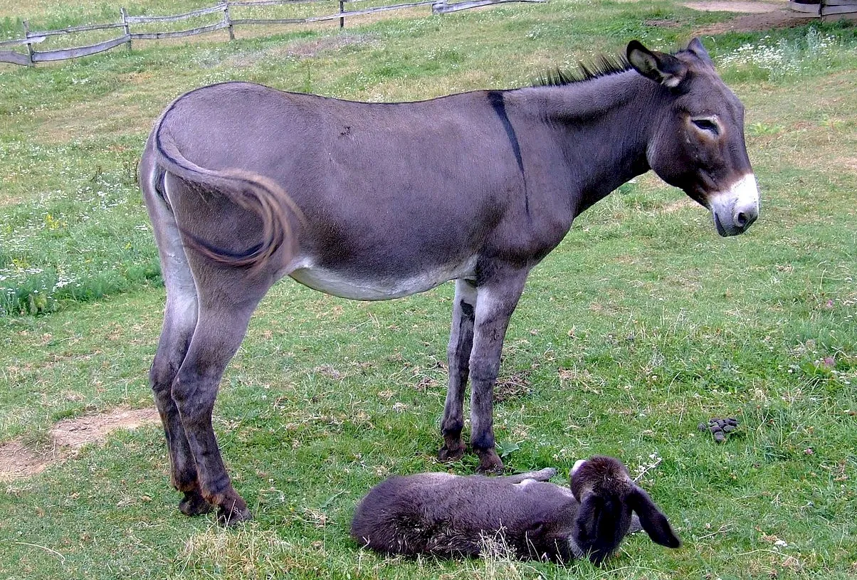 Photo Source: Wikipedia.org