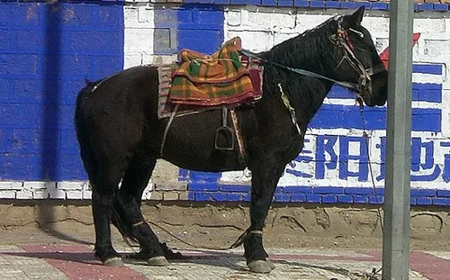 Image from Remko Tanis