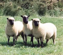 Photo Source: National Sheep Association