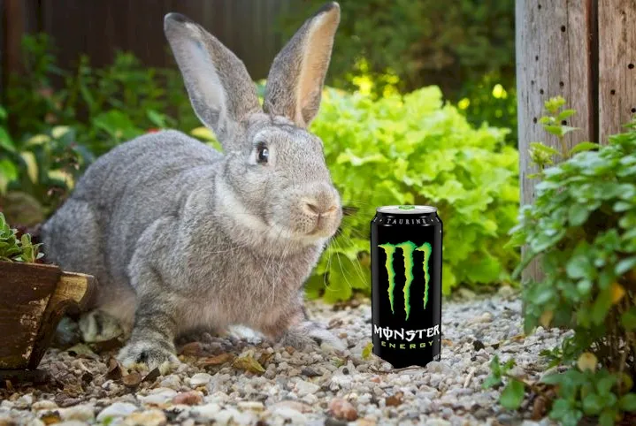 The largest rabbit breed in the world! 