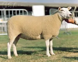 Photo Source: National Sheep Association.