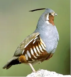 Photo Source: Wikipedia.org