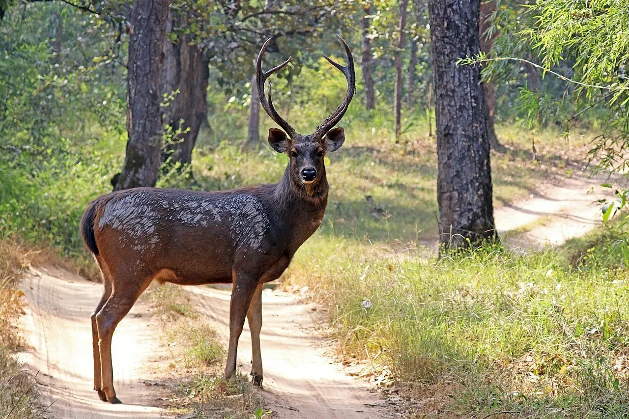 Image Source: Wikipedia.org