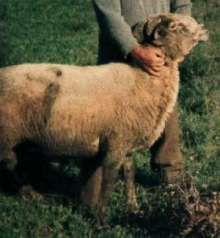 Photo source: Agraria.org