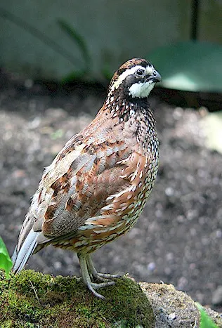 Photo Source: Wikipedia.org