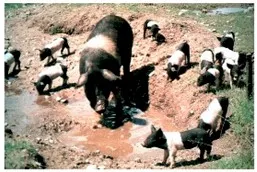 Source: FAO domestic animal diversity information system (DAD-IS)