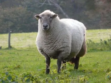 Photo Source: National Sheep Association