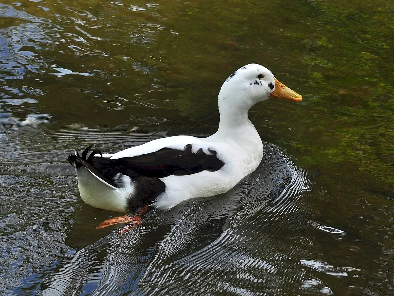 Photo Source: Wikipedia.org