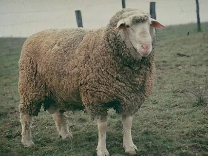Source: Sheep 101
