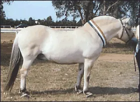 Photo supplied by the Fjord Horse Promotional Group Australia - Victoria Â©