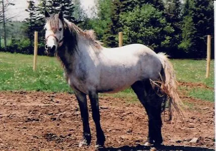 Source: The Newfoundland Pony Society (<a href=http://www.newfoundlandpony.com class=body> newfoundlandpony.com</a>)