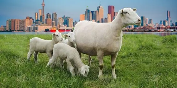 Image: The canadian Co-Operative Wool Growers Limited (http://www.wool.ca)