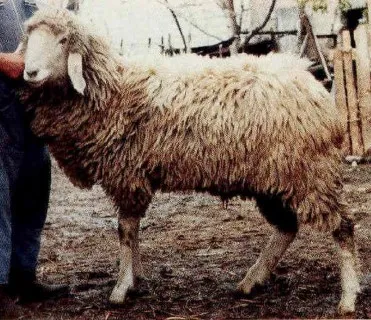 Photo source: agraia.org.
