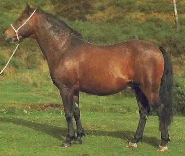 Photo supplied by the New Forest Pony Breeding & Cattle Society (UK) Photo courtesy Anthony Reynolds Â©