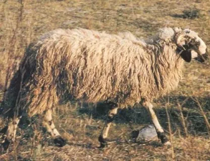 Photo source: Agraria.org