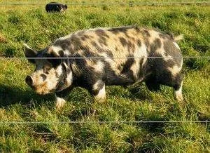 Image: <a href=http://www.idahopasturepigregistry.com class = body target=_blank>Idaho Pasture Pig Registry</a>
