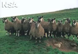 Photo Source: National Sheep Association