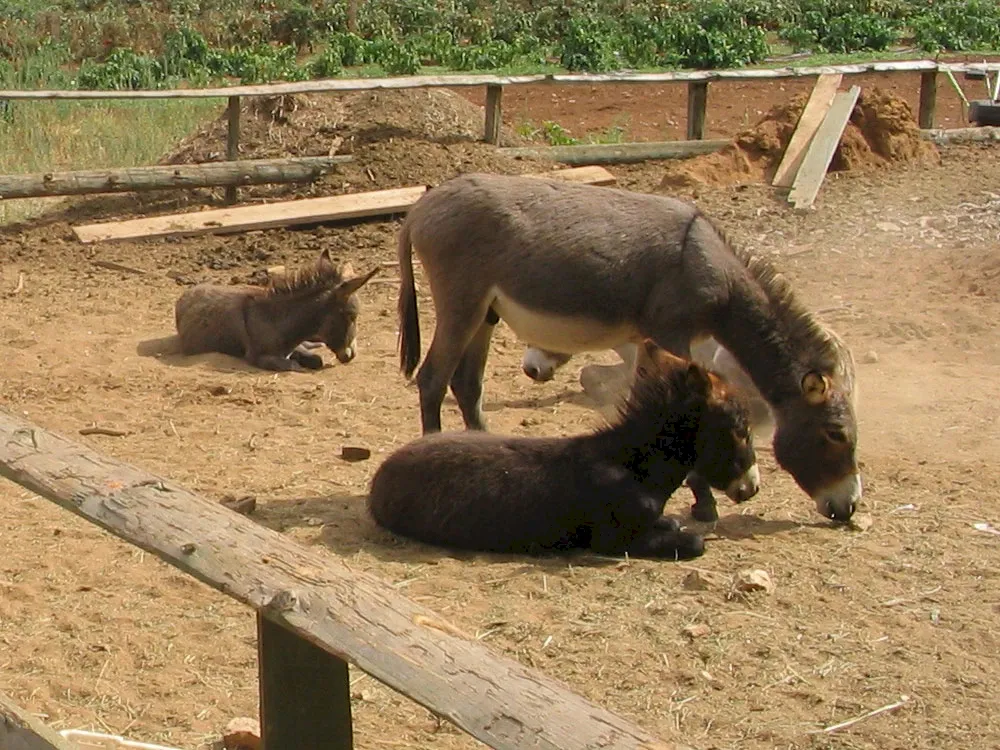 Photo Source: Wikipedia.org